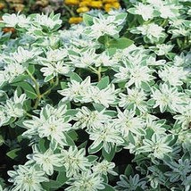Snow On The Mountain 25 Seeds   - £4.77 GBP