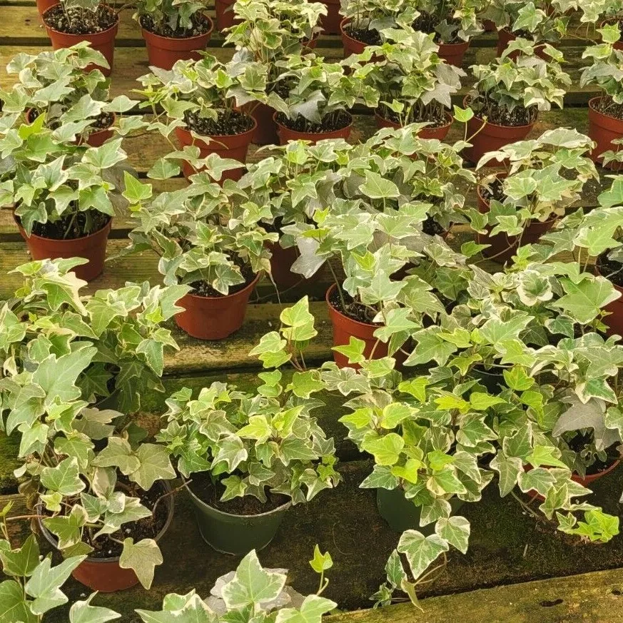 English Ivy Live Plant 4&quot; and 6&quot; pots Available - $37.00