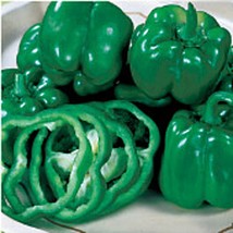 USA SELLER California Wonder Sweet Peppers Seeds Fast Shipping - $9.80