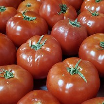 Fresh Seeds USA Seller Ponderosa Beefsteak Tomato 20 Seeds - $5.38