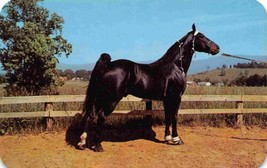 Champion Tennessee Walking Horse postcard - $4.90