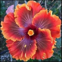 20 Red Purple Orange Hibiscus Seeds Flowers Flower Seed Perennial - £11.87 GBP