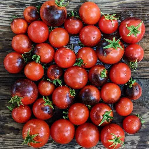 15 BLAUE ZIMMER MICRO DWARF TOMATO VEGETABEL SEEDS FOR GARDEN - $7.00