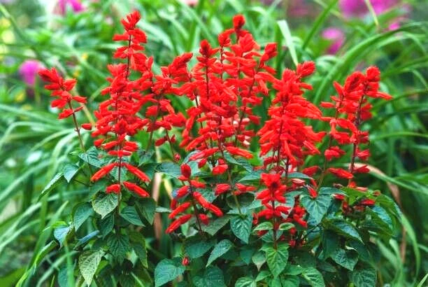 50 SCARLET SAGE SEEDS | SALE NON GMO HEIRLOOM - $6.60