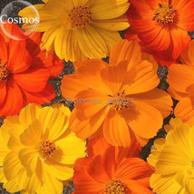 Cosmos sulphureus Bright Lights Mix Cosmos, 50 seeds, annual wildflower E3914 FR - £2.77 GBP