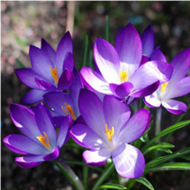 Worldwide Shipping 100Pcs Garden Courtyard Evergreen Shrub Plants Crocus Sativus - £8.13 GBP