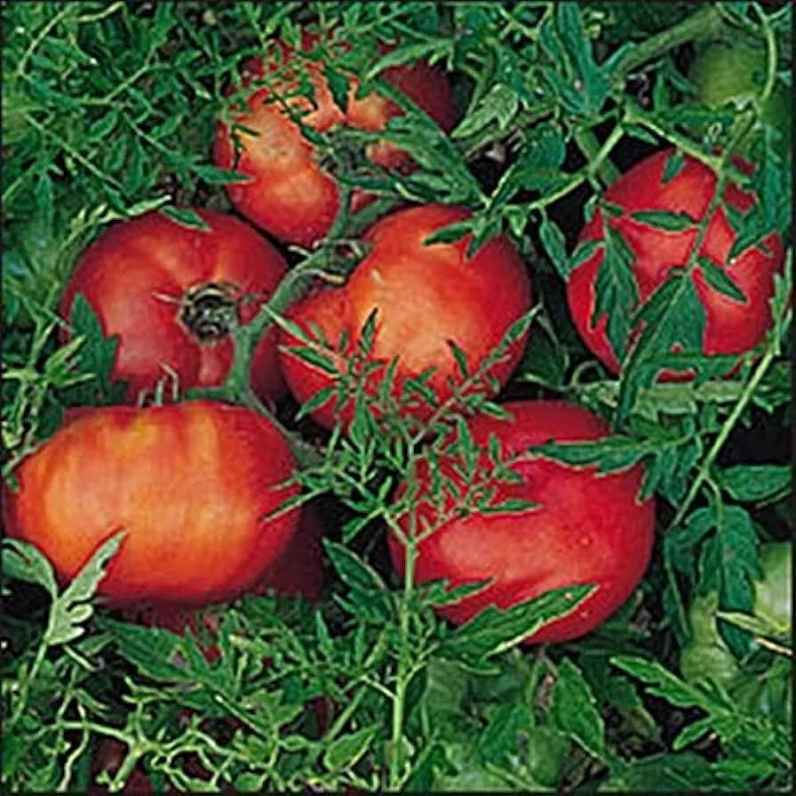 50 Seeds Silvery Fir Tree Tomato Vegetable Garden - £7.80 GBP