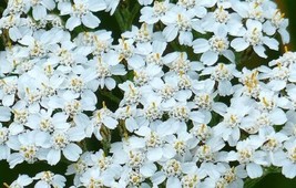 1000+ Yarrow White Achillea Seeds Flower Herb Medicinal PERRENIAL - £9.53 GBP