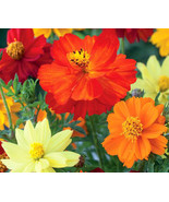 250 SEEDS COSMOS SULPHUR MIXED COLORS DWARF RAPIDLY SPROUTING HEIRLOOM S... - $29.98