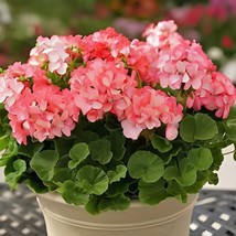 20 Seeds Geranium Purely Orange Double Petals Perennial Bonsai Flowers - $11.65