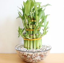 Live Plant 8 Lucky Bamboo Plant Stalks, Feng Shui, GIFT, Wedding Favors rare - £18.18 GBP