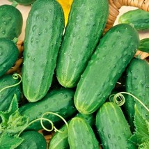 30+Homemade Pickles Cucumber Seeds Organic Summer Vegetable From US - $9.01