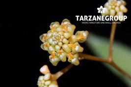 TRIZEUXIS FALCATA MINIATURE ORCHID MOUNTED PLANT - $33.00