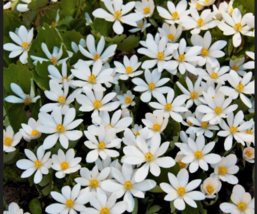 White BLOODROOT  Shade Ground Cover Flower 10 Seeds - $12.99