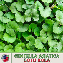 US Seller 100+ Gotu Kola Seeds, Centella Asiatica, Indian Pennywort, Non-Gmo - £7.48 GBP