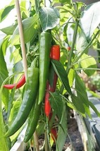 25 Organic Korean Dark Green Pepper Lady Han Hot Chili Long Red Capsicum Seeds - £4.40 GBP