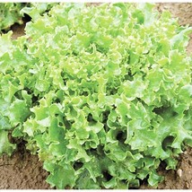 Lettuce Seed Tango Lettuce 500 Seedscimarron Great Lakes Boston Romaine  From US - $8.35