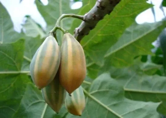 CLK 25 Oak Leaved Papaya Seeds For Garden Planting  Herb Seeds - $11.28