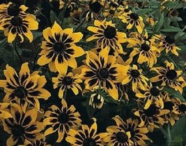 New 30 Seeds Rudbeckia Solar Eclipse Flower Seeds / Perennial - £11.51 GBP