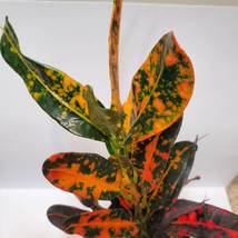 Batik Croton Plant, Colorful 2 inch live houseplant, Codiaeum variegatum image 2