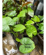 Live Plant - Alocasia - Calidora - 24&quot; tall - $99.00