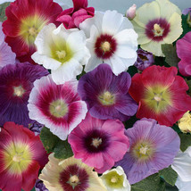 85 SEEDS hollyhock, INDIAN SPRING MIX, old fashioned cottage flower - £9.98 GBP