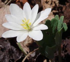 20 Bloodroot roots- (sanguinaria canadensis) image 1