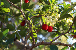 SR12Store Strawberry Tree Arbutus Unedo Evergreen 20 Seeds US Product - £6.82 GBP