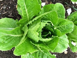 5000 Lettuce Romaine Parris Island Garden Vegetable Seeds - £16.31 GBP