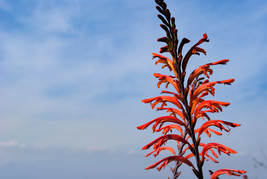 5 African Flag Chasmanthe Floribunda Cornflag Red Orange Hummingbird Flower Seed - $12.00