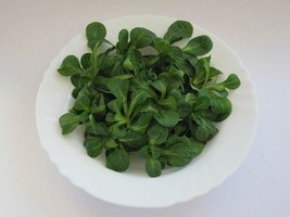 AW Dutch Corn Salad Seeds Lambs Lettuce Valerianella Locusta Herb Non-Gm... - $8.93