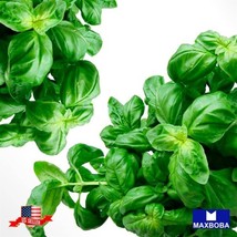 1000 Basil Seed Italian Large Leaf Non-Gmo Heirloom Open Pollinated Garden Usa S - $9.98