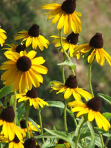 2200 Seeds Coneflower Clasping Leaf Yellow - $11.49