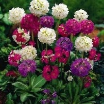 Gun-el 25 Ronsdorf Strain Primula Flower Seeds Mix Sweet Scent Shade Perennial - £7.80 GBP