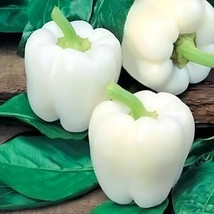 BPA White Bell Sweet Pepper Seeds Capsicum Annuum Vegetable Non Gmo 40  Seeds Fr - £7.06 GBP