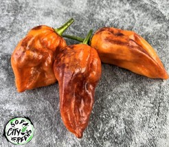 Purple Ghost Purple Bhut Wrecker Pepper Seeds 10 Garden USA Shipping - $9.98