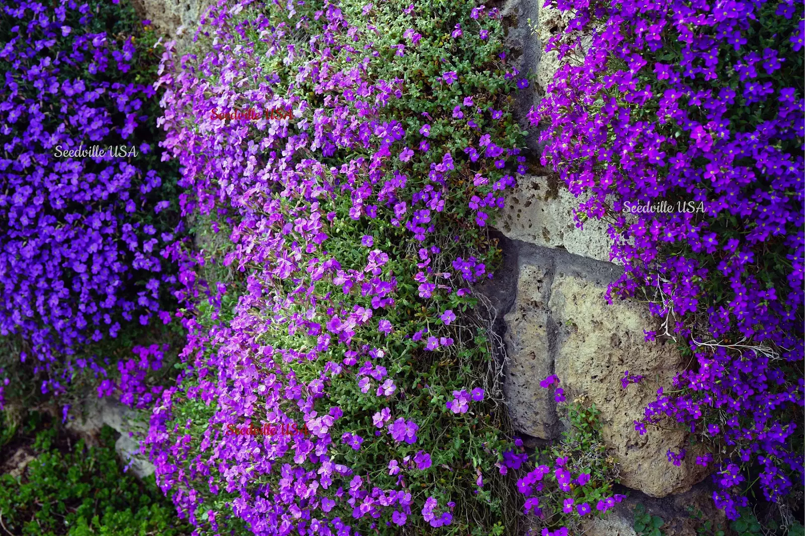 400 RAINBOW ROCKCRESS Rock Cress Large Flowered Aubrieta Cultorum Flower... - $14.56