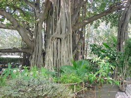 20 seeds -Banyan Fig Tree -Read Full Description Below- Ornamental Tropical   - £3.19 GBP