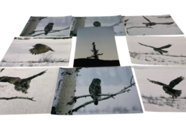 Lot of (9) Original 12x8&quot; Snow Owl Color Photograph Photo Bird Animal Art - £6.34 GBP