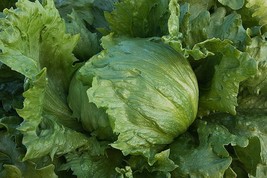 Non-GMO Iceberg Lettuce - 500 Seeds - $7.99