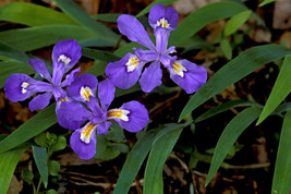 5 Crested Iris,wild iris roots,Iris cristata - £6.14 GBP