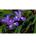 5 Crested Iris,wild iris roots,Iris cristata - €7,82 EUR
