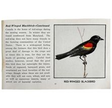 Red Winged BlackBird Print 1931 Blue Book Birds Of America Antique Art P... - $19.99