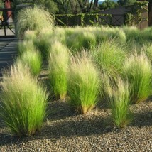 Mexican Feather Grass Seeds Stipa tenuissima 50 Seeds Fresh Seeds - $13.98