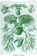 Ferns - €17,46 EUR