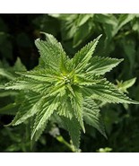 2000 STINGING Nettle Seeds Urtica Dioica Perennial Herb Medicinal Deer R... - €6,87 EUR