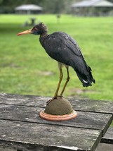 Beautiful Rare Abdim Stork Taxidermy Mount Bird - £1,475.40 GBP