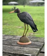 Beautiful Rare Abdim Stork Taxidermy Mount Bird - £1,459.62 GBP