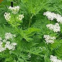 Anise Seed Pack, 100 herb Seeds, Garden Planting, Anise Hyssop 100+ Seeds (Agast - £3.17 GBP