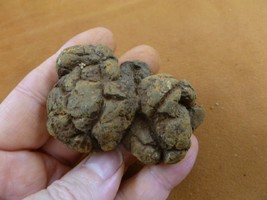 (pp464-68) Genuine Fossil TURTLE POOP Washington State Coprolite DUNG WE... - $17.75